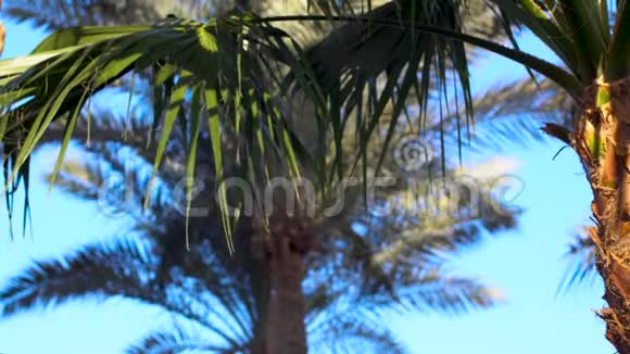 新年和圣诞节庆祝活动圣诞老人帽子在棕榈树的背景上飞舞热带寒假视频的预览图