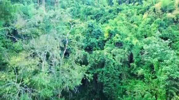 绿色森林的空中展现视频的预览图