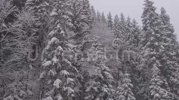 冬天降雪在山松林与雪的圣诞树慢动作视频的预览图
