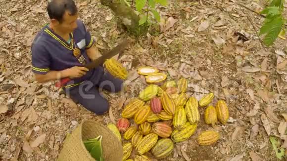 土著工人切割可可水果和收获豆类的俯视图视频的预览图