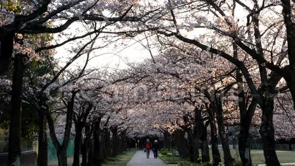 东京黎明时分公园里一排樱花树视频的预览图