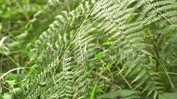 绿丛蕨类植物随风而动视频的预览图