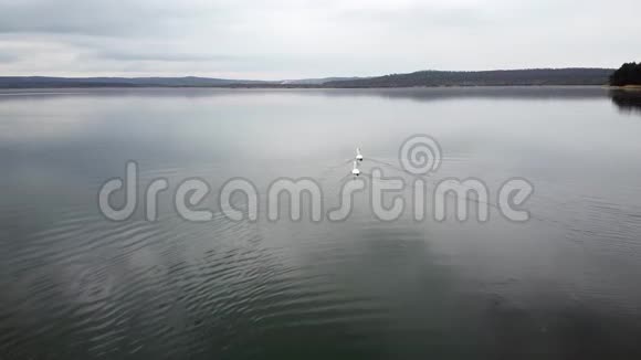 天鹅在湖边的池塘里游泳视频的预览图