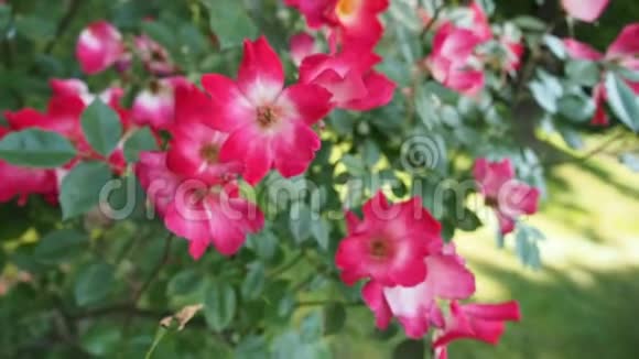 红玫瑰花在花园的高清视频视频的预览图