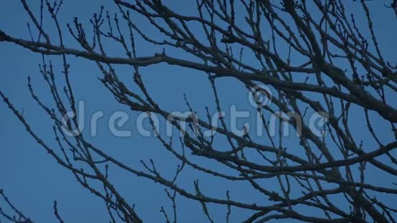 冬天傍晚光秃秃的树枝视频的预览图