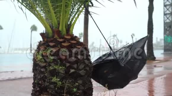 暴风雨时棕榈树上的伞坏了视频的预览图
