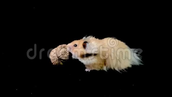 毛茸茸的仓鼠带核桃黑色背景视频的预览图
