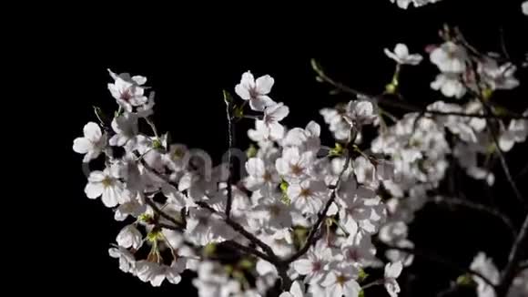 东京黎明时樱花和花蕾视频的预览图