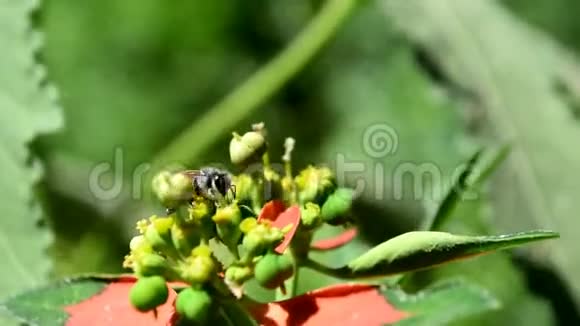 园林中大型昆虫动物在植物上飞舞绿红色背景花在盛开的蜜蜂上视频的预览图