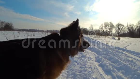 德国牧羊犬站在雪地里的田野里视频的预览图