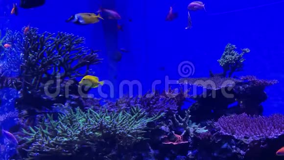 热带鱼在蓝色背景水族馆游泳视频的预览图