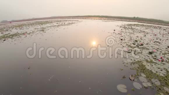 泰国乌登塔尼红莲湖或塔雷布阿登早景视频的预览图