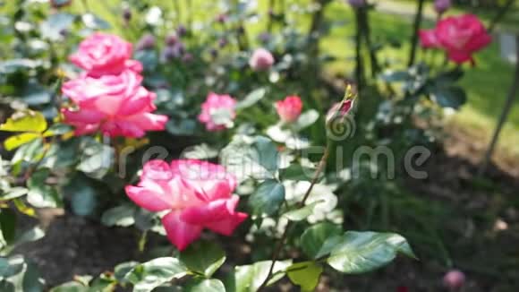 高清视频中花园中的粉红色玫瑰花视频的预览图
