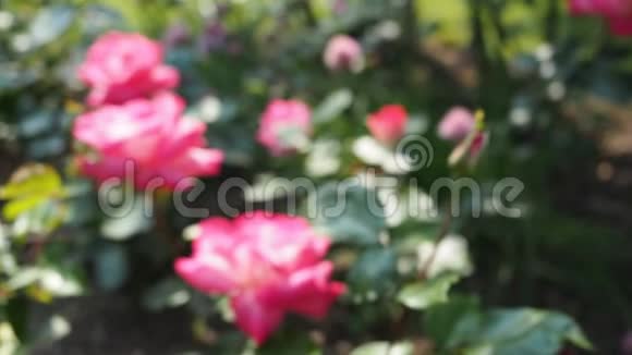 高清视频中花园中的粉红色玫瑰花视频的预览图