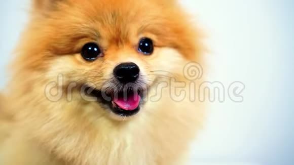 波美拉尼亚狗可爱的宠物特写圆形动物滑稽的脸在白色背景视频的预览图