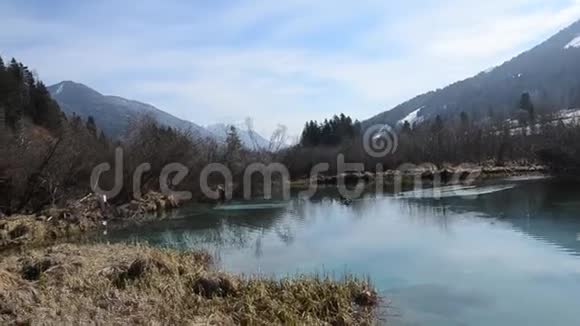 在斯洛文尼亚阿尔卑斯山的特里格拉夫国家公园在泽伦奇保留湖鸭子追求交配的爱萨瓦多林卡奎莱视频的预览图