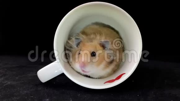 毛茸茸的仓鼠在白色的杯子里在黑色的背景上视频的预览图