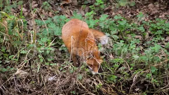 爱尔兰一只狐狸从河中捞出食物视频的预览图