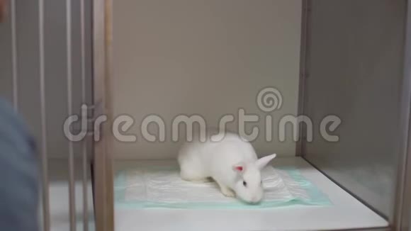 兔子被关在笼子里视频的预览图
