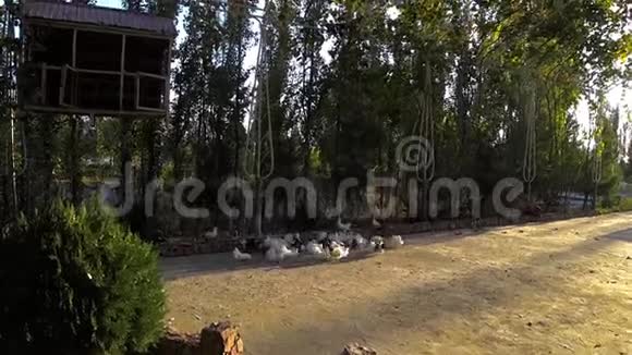 日出时在地上吃食物的鸽子信鸽视频的预览图
