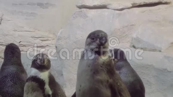 企鹅的肖像视频的预览图