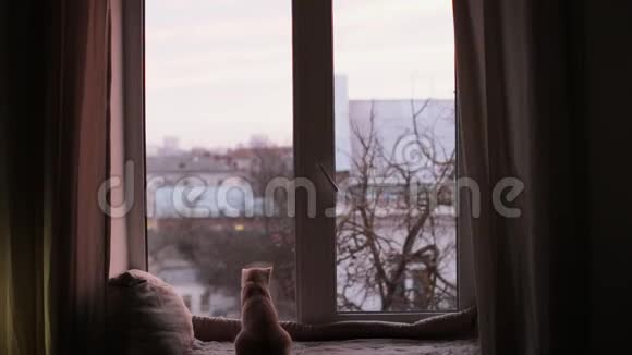 猫坐在窗台上看着窗外视频的预览图