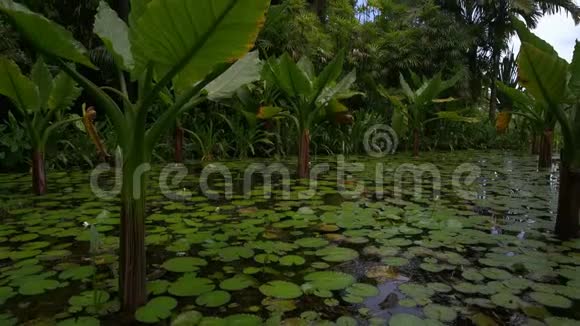 在塞舌尔马河岛的一个小池塘里生长的水生香蕉植物视频的预览图