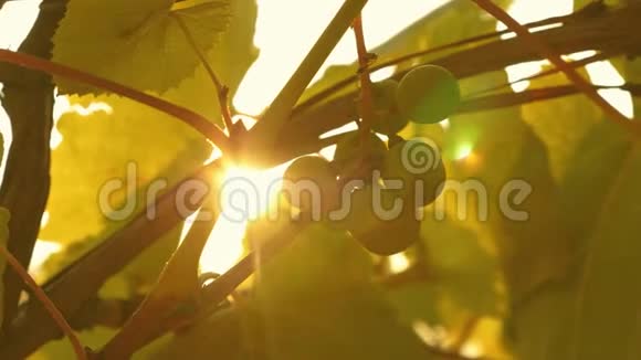 美丽的葡萄在阳光下成熟夕阳下的葡萄种植园美丽的葡萄视频的预览图