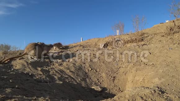 地鼠一家在哈萨克斯坦草原上的洞穴附近奔跑视频的预览图