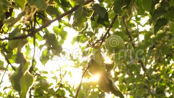 美丽的苹果在阳光下成熟在树枝上农业企业苹果在树上绿色的苹果视频的预览图
