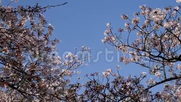 走在樱花盛开的东京视频的预览图