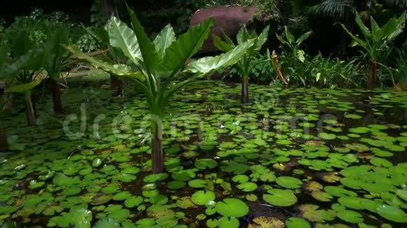 马河岛Seych小池塘中生长的水蕉植物视频的预览图