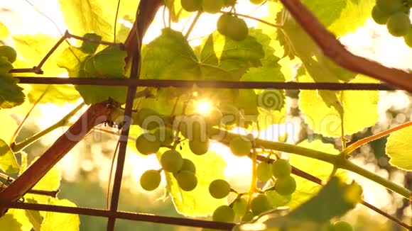 美丽的葡萄在阳光下成熟夕阳下的葡萄种植园美丽的葡萄视频的预览图