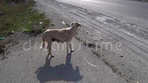 饥饿的流浪狗饥饿的狗摇着尾巴走了吉尔吉斯斯坦视频的预览图