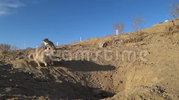 在哈萨克斯坦草原上三只山雀躲在一个洞里互相嗅嗅视频的预览图