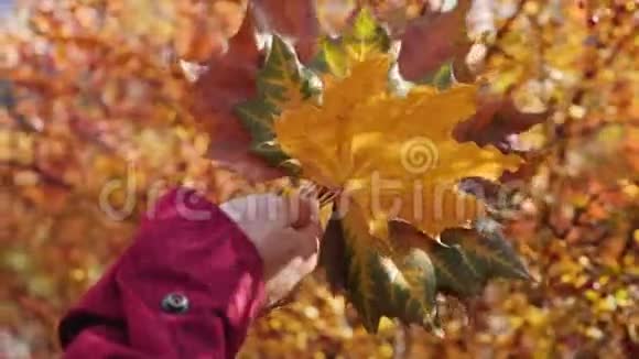 女人手牵着五颜六色的秋叶慢动作视频的预览图