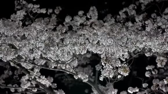 在东京的夜晚樱花盛开视频的预览图