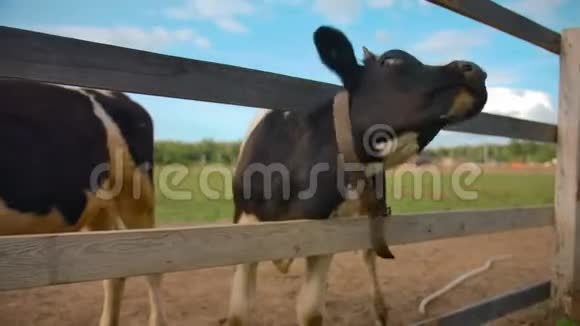 围着的牛吓着苍蝇视频的预览图