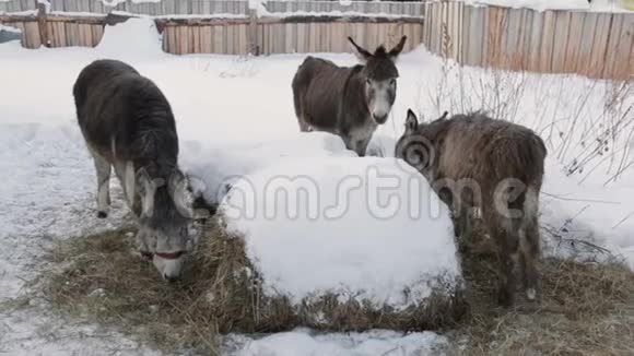 冬天在农场吃干草的驴子视频的预览图