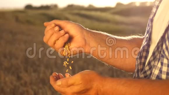 一粒麦子在一个农民的手中在美丽的夕阳下特写镜头商人评价质量视频的预览图