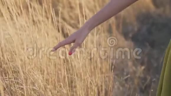 在夏天女人的手在田野里缓慢地触摸干燥的高草视频的预览图