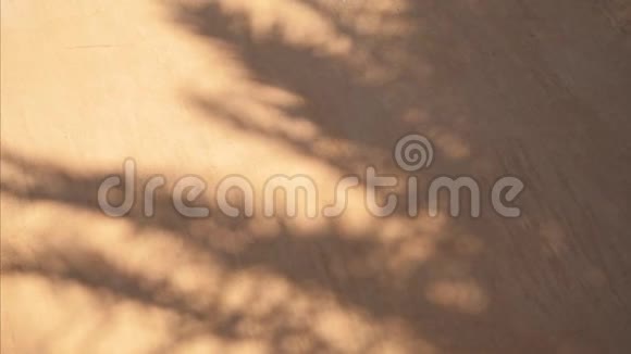 清晨阳光照射在室内白墙上的棕榈叶的抽象阴影全高清视频在ProRes中视频的预览图