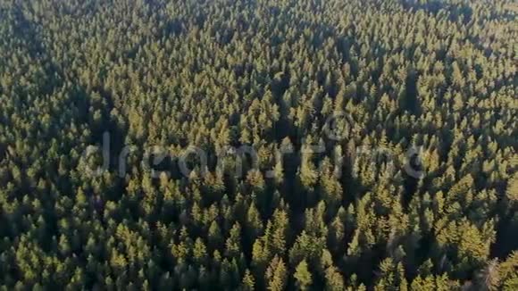 春天绿林从一个高度阳光下的森林刺眼的阳光视频的预览图