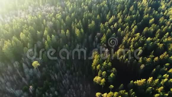 春天绿林从一个高度阳光下的森林刺眼的阳光视频的预览图