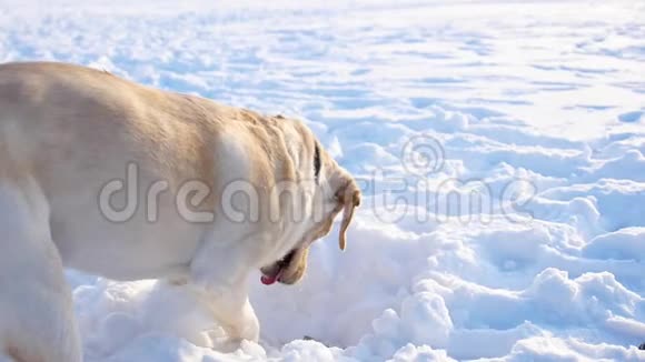 一只狗在冬天的公园里玩雪拉布拉多猎犬品种挖一个深雪洞视频的预览图