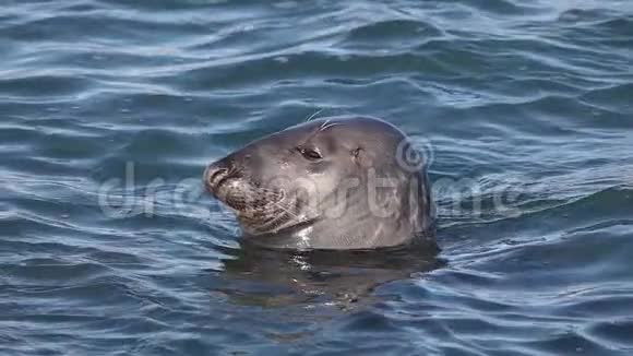 一个共同的海港海豹它的头离开水爱尔兰视频的预览图