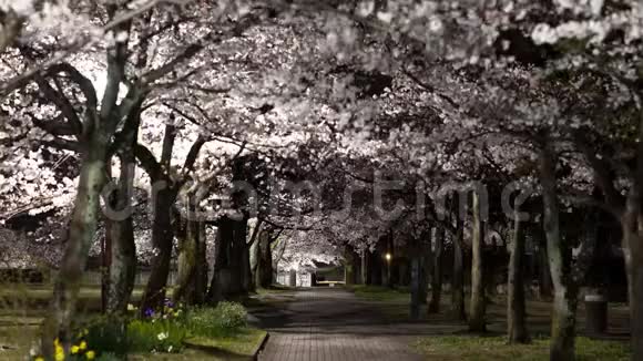 东京夜盛樱花树隧道视频的预览图
