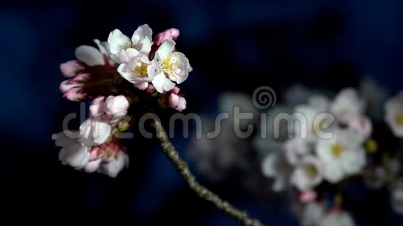 东京黎明时樱花和花蕾的特写视频的预览图