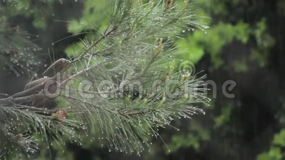 在松树上下雨在绿叶上落下水珠视频的预览图