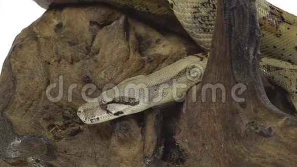 哥伦比亚蟒蛇或蟒蛇在白色隔离的木渣上关门视频的预览图
